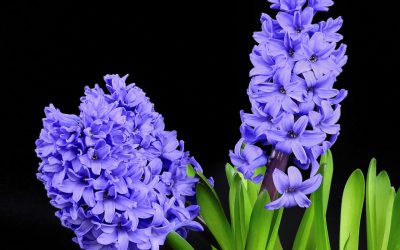 Aroma Genera with Hyacinth