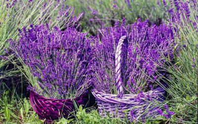 The Lavender Personality