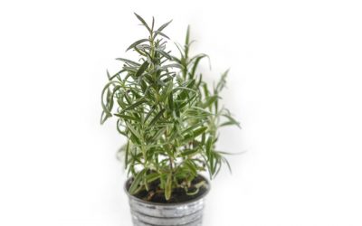 Rosemary is for More Than Remembrance