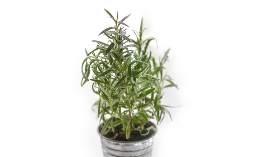 Rosemary is for More Than Remembrance