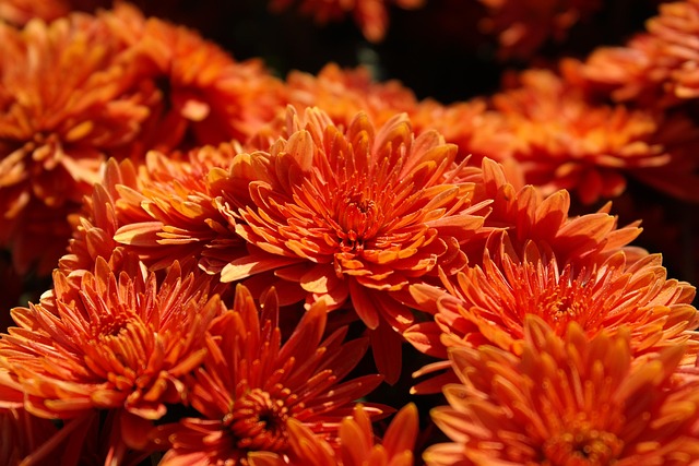Monthly Meditation Evenings: Natural Comfort Events